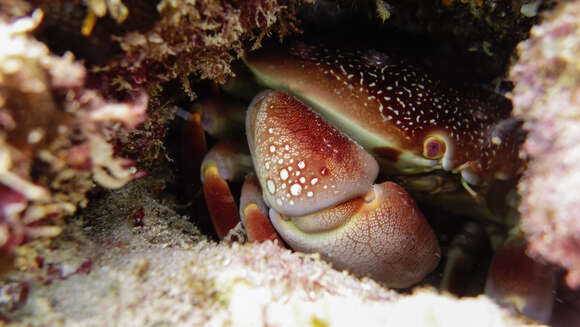 Image of batwing coral crab