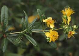 Image of shrubby St. Johnswort