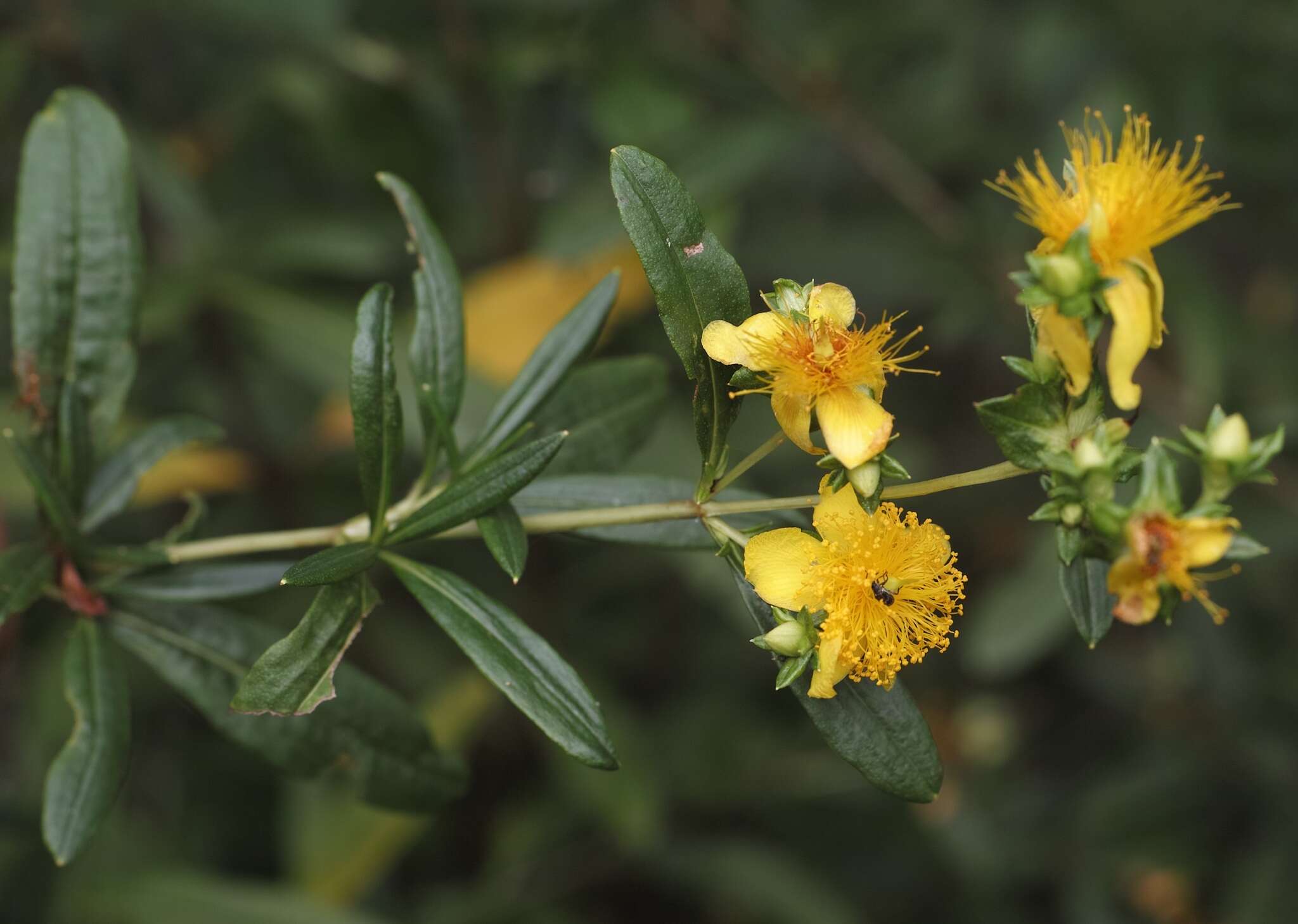 Image of shrubby St. Johnswort