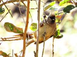 Colius striatus minor Cabanis 1876 resmi