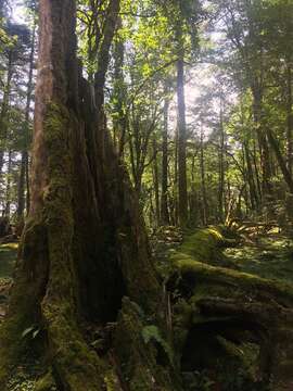 Image of Dragon Spruce