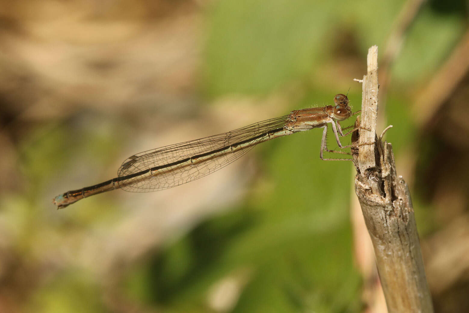 Image of Argentagrion ambiguum (Ris 1904)