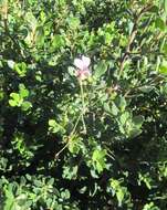 Image of Pelargonium caucalifolium Jacq.