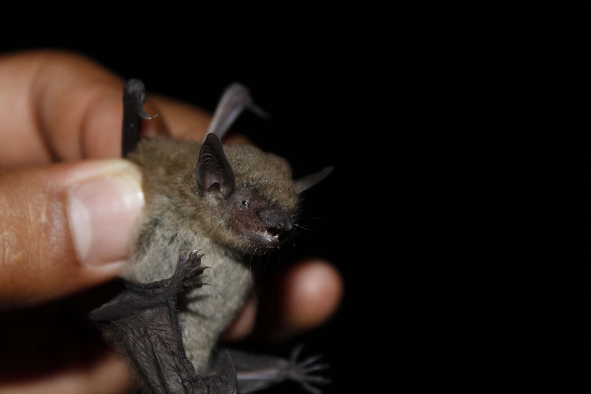 Image of Argentine Brown Bat