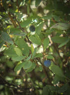 Image of alpine bilberry