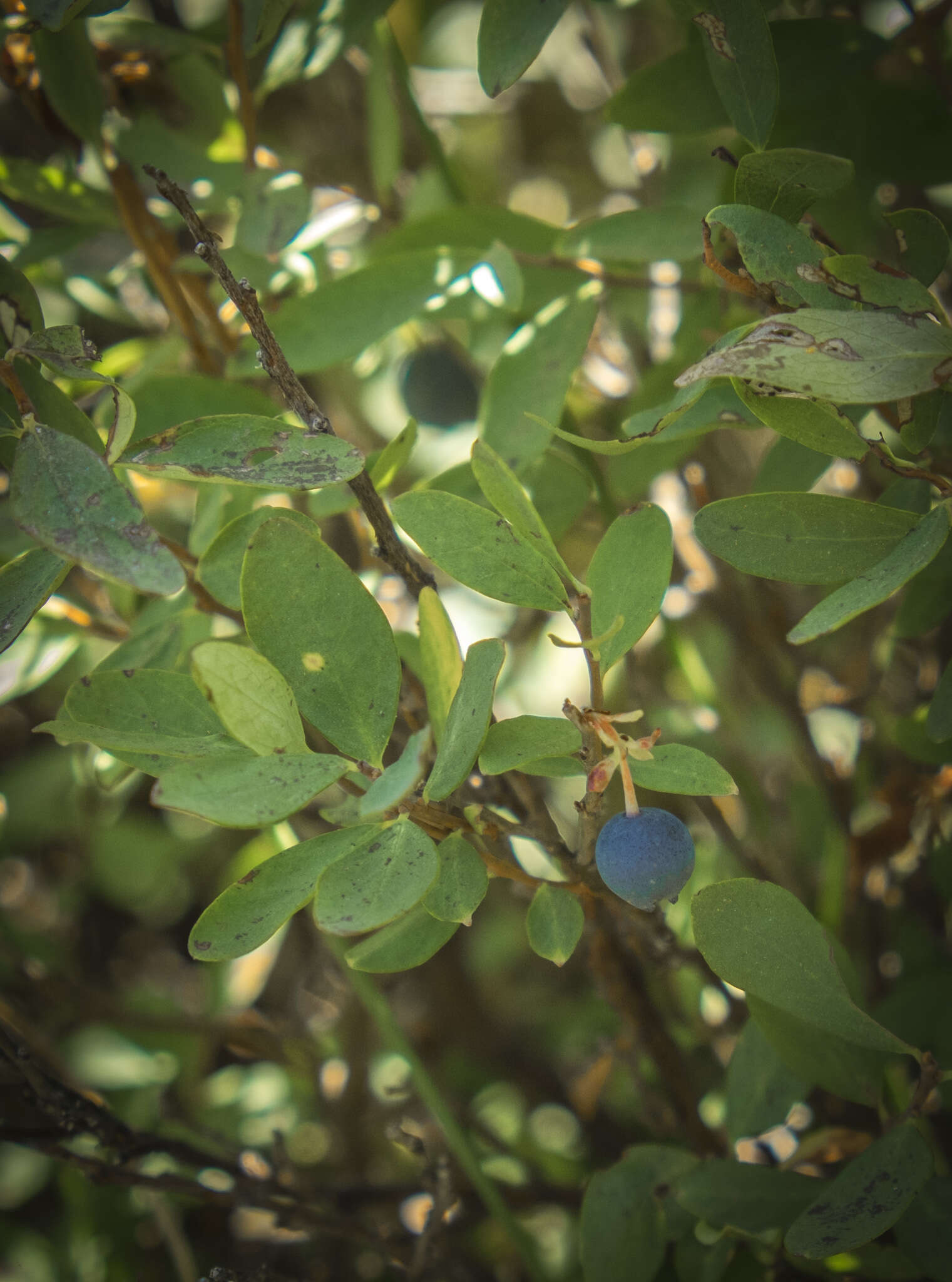 Image of alpine bilberry