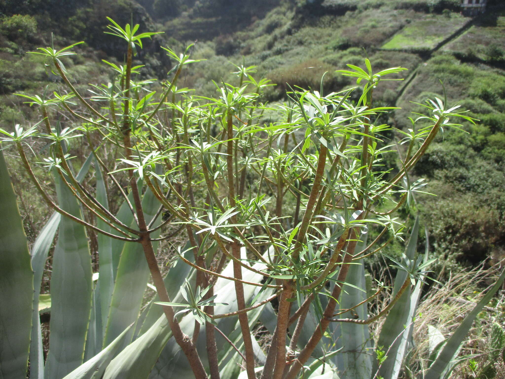 Image de Euphorbia regis-jubae J. Gay