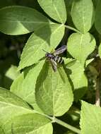 Image de Temnostoma bombylans (Fabricius 1805)