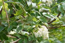 Image of Sambucus australis Cham. & Schltdl.