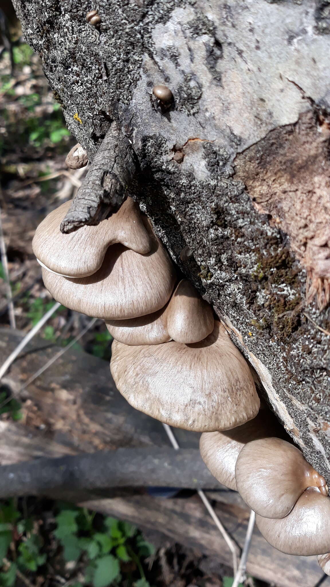 Слика од Pleurotus calyptratus (Lindblad ex Fr.) Sacc. 1887