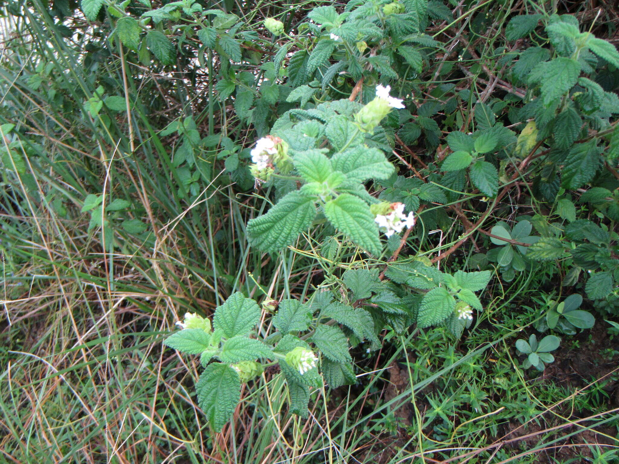 Image of Lantana radula Sw.