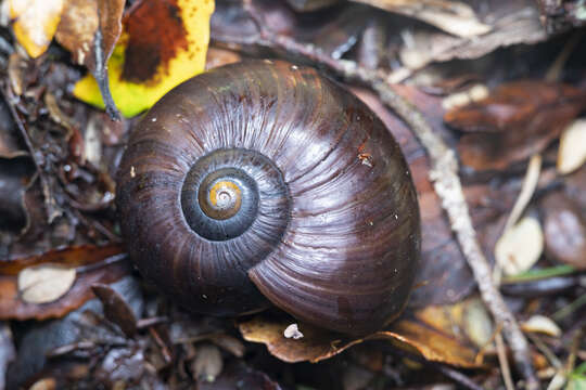 Image of Powelliphanta superba (Powell 1930)