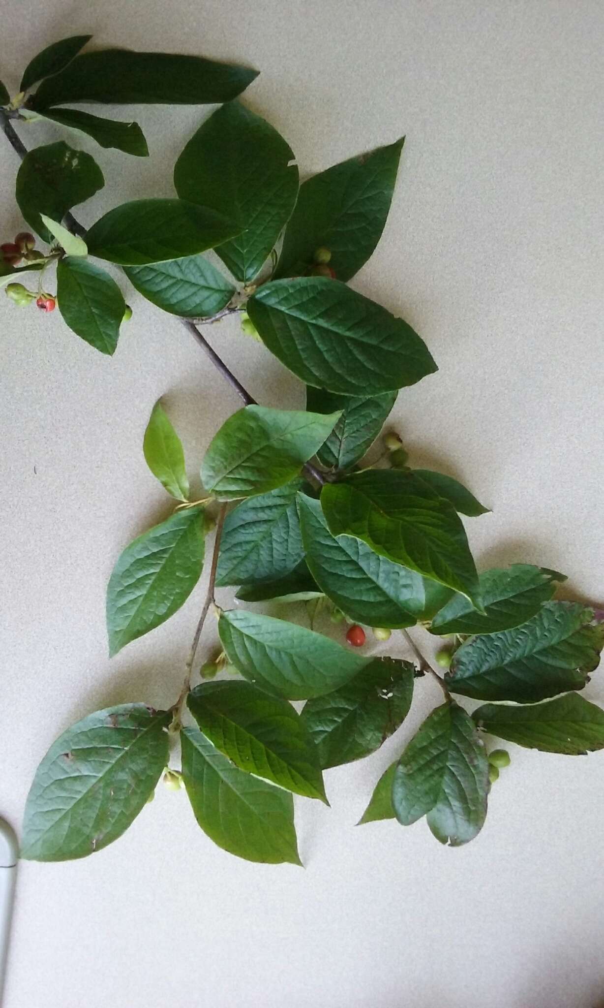 Image of hollyberry cotoneaster