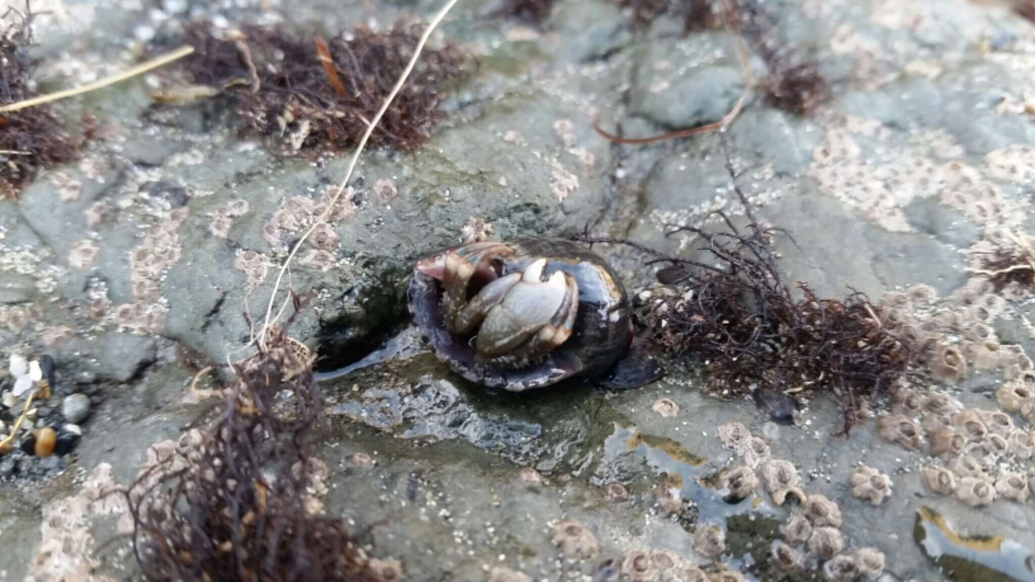 Image of Hairy Hermit Crab