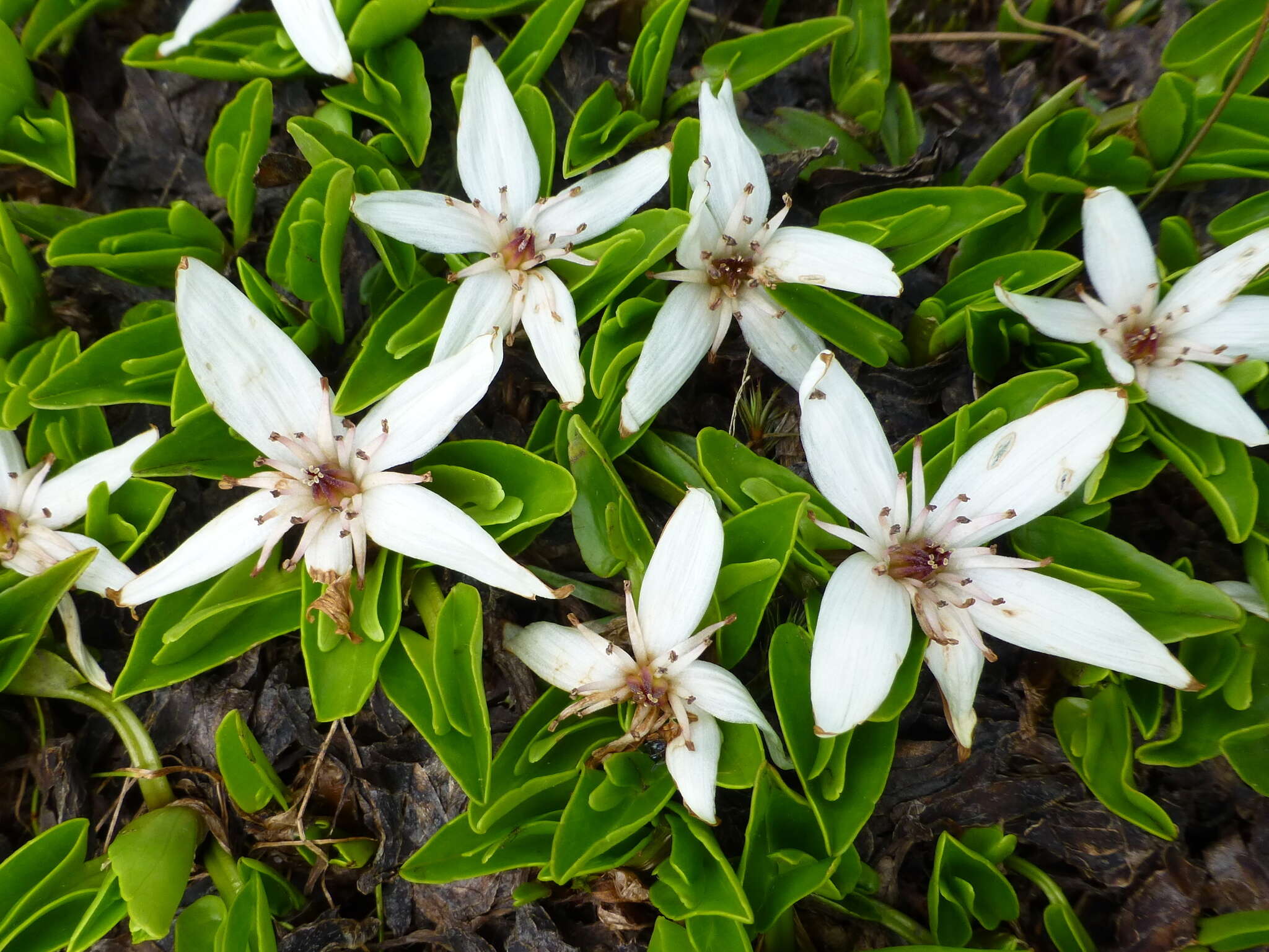 Caltha introloba F. Müll. resmi