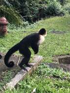 Image of white-faced capuchin