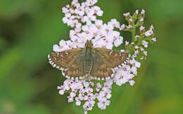 Image of Carline Skipper