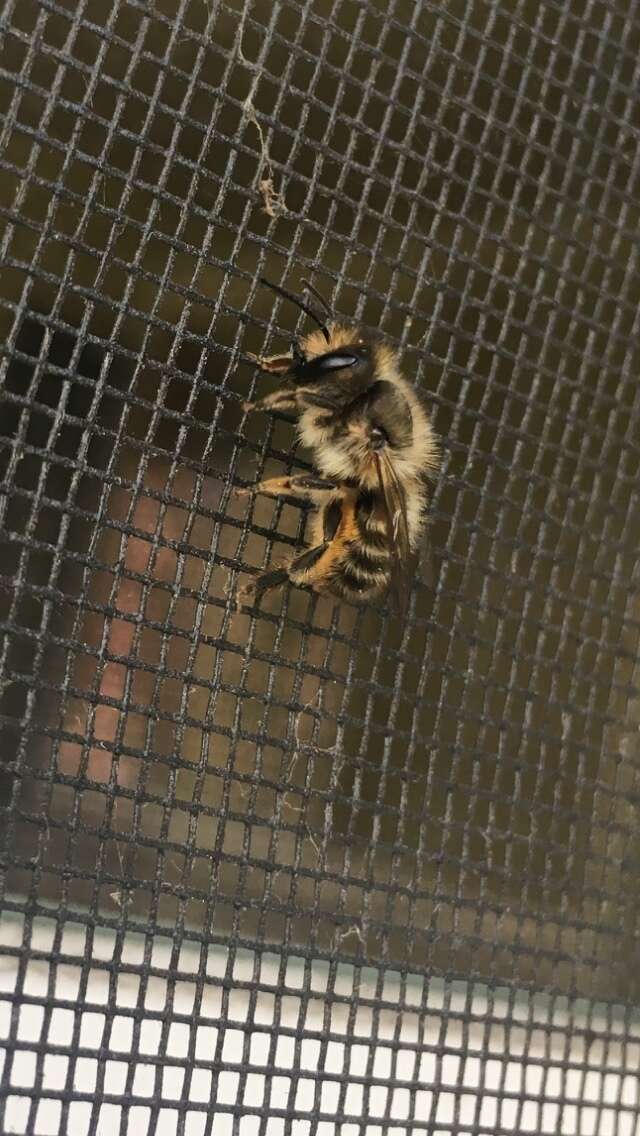 Image of Hornfaced Bee