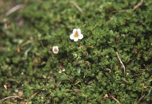 Image of Euphrasia repens Hook. fil.