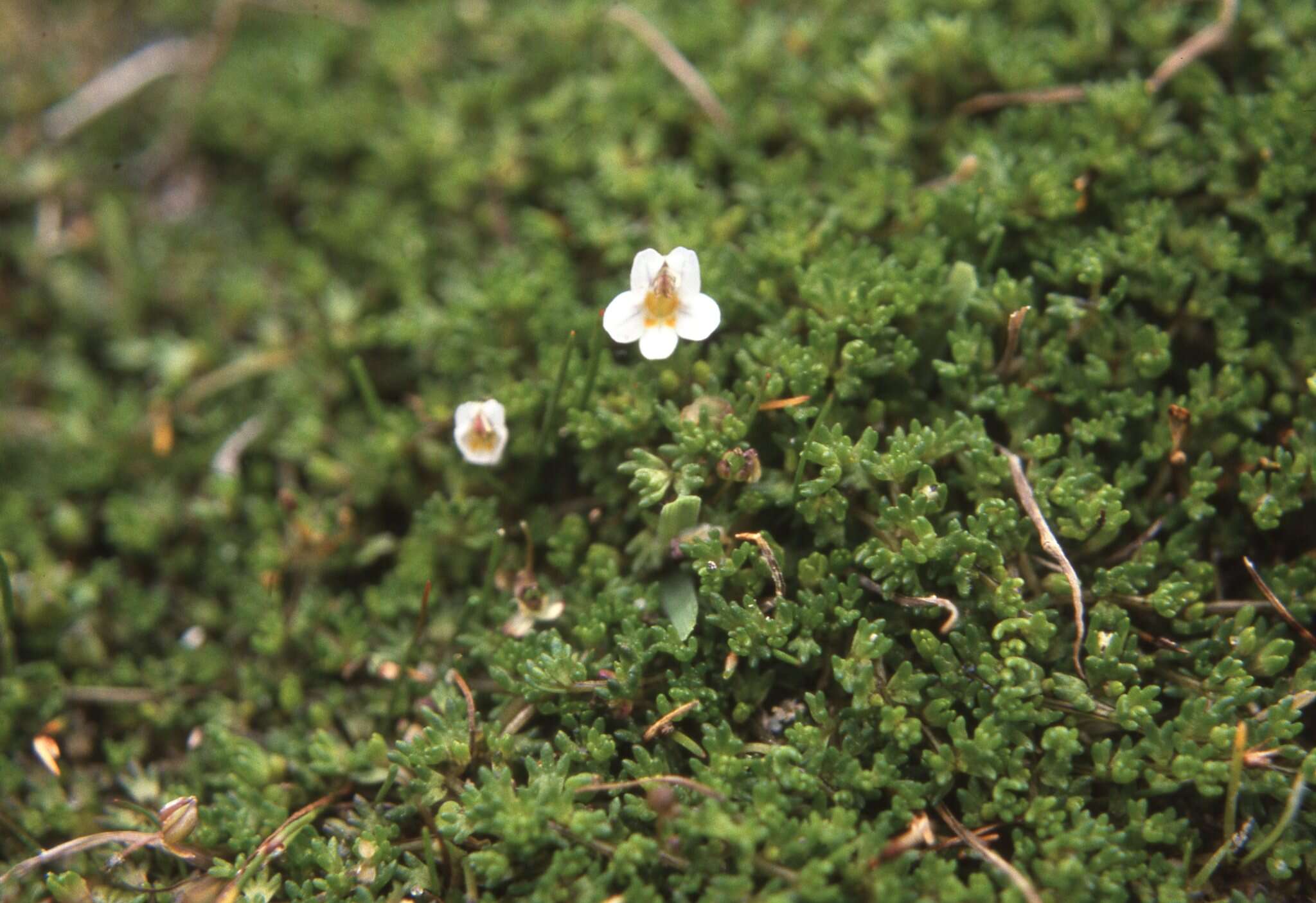 Imagem de Euphrasia repens Hook. fil.