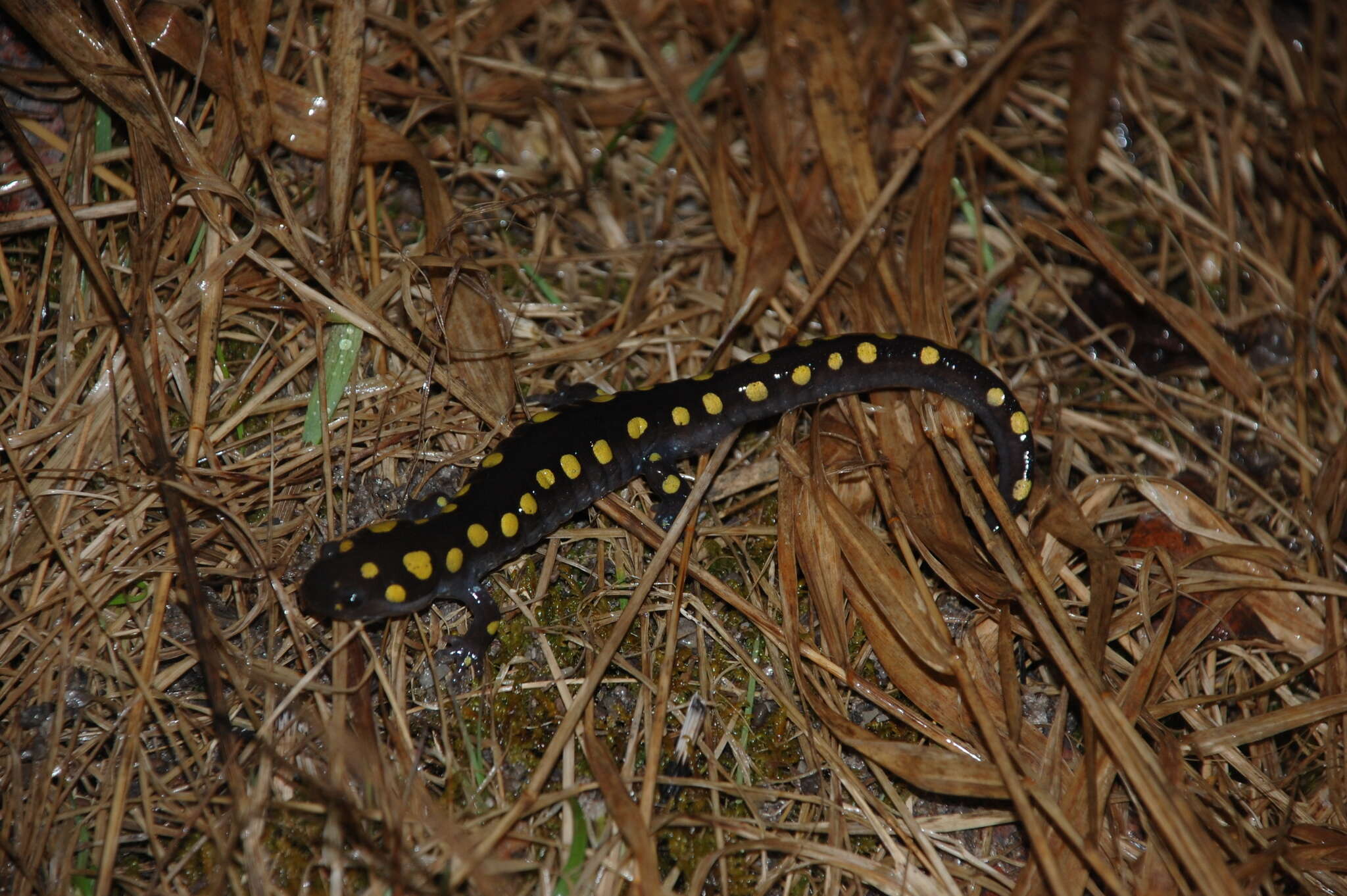 Image of Spotted Salamander