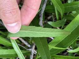 Image of longleaf sunflower