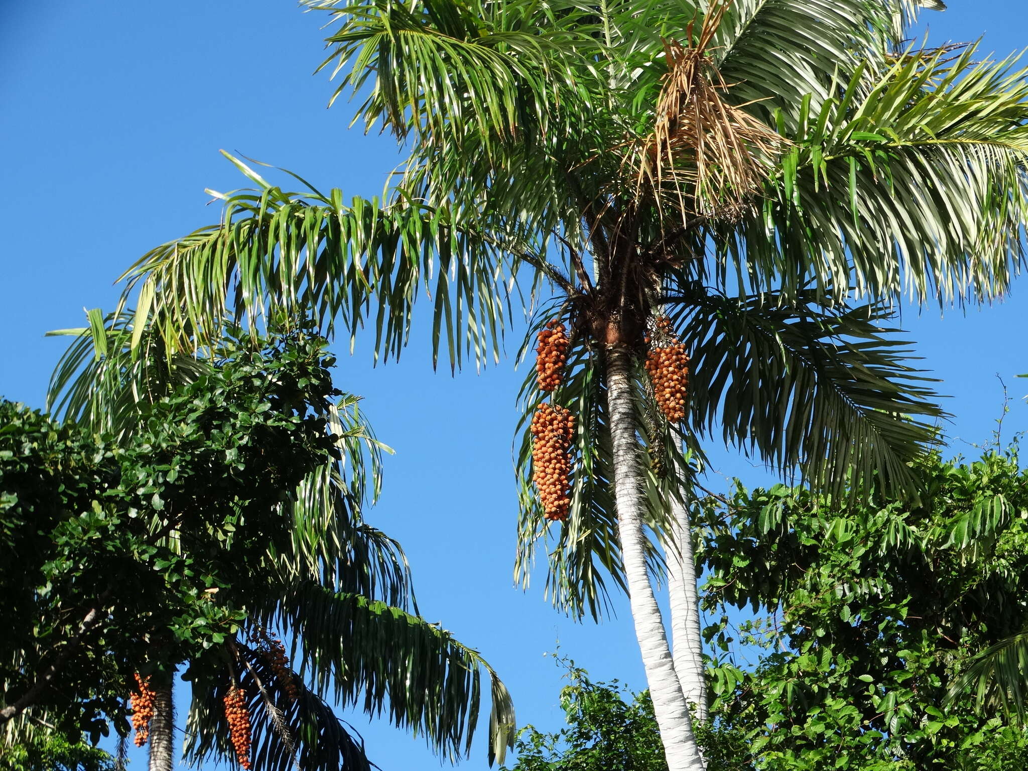 Image of Black palm