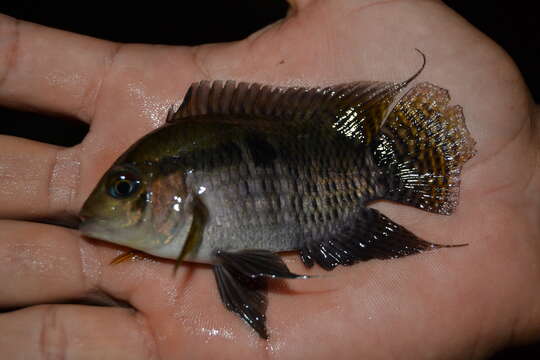 Cichlasoma amazonarum Kullander 1983 resmi