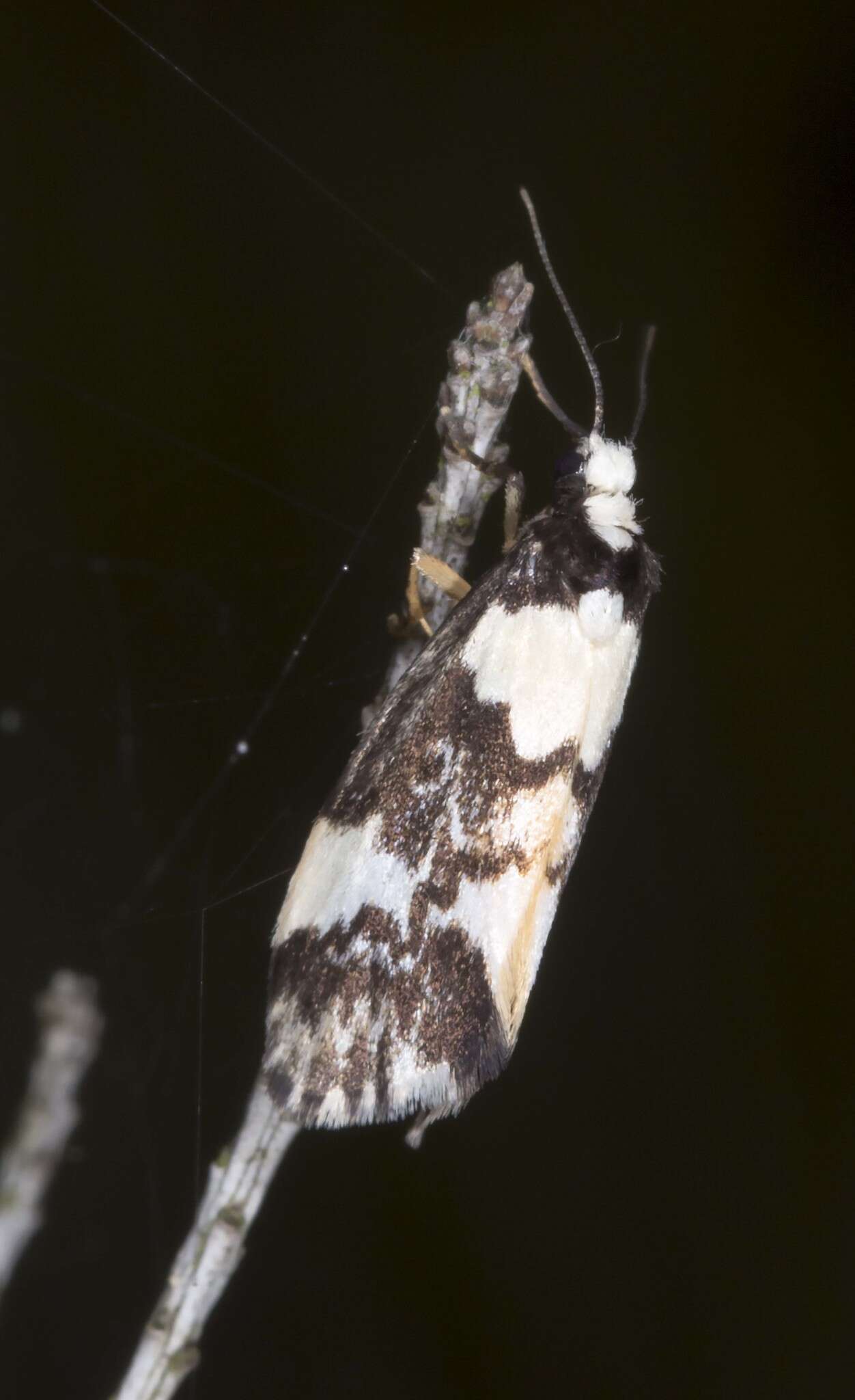 Image of Philenora elegans Butler 1877