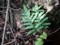 Image of Aglaomorpha fortunei (Kunze ex Mett.) Hovenkamp & S. Linds.