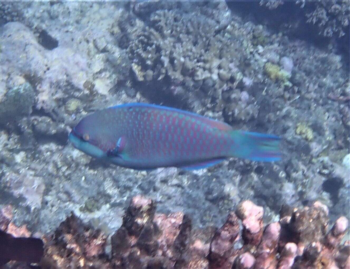 Image of Globehead Parrotfish