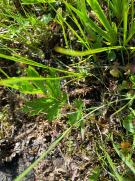 Image of Drummond's cinquefoil