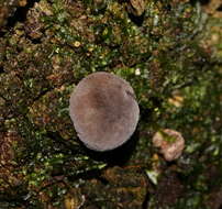 Imagem de Lycoperdon subincarnatum Peck 1872