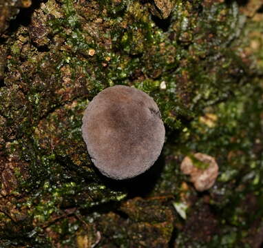 Imagem de Lycoperdon subincarnatum Peck 1872