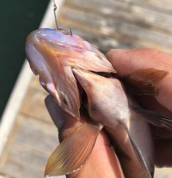 Image of Barred sand bass