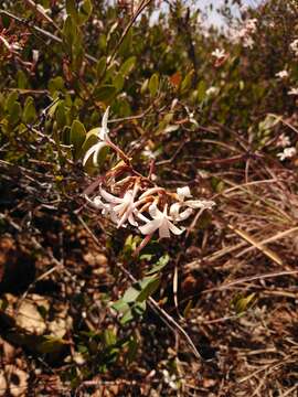 Ancylobothrys capensis (Oliv.) Pichon的圖片