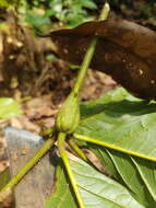 Image de Cordia nodosa Lam.