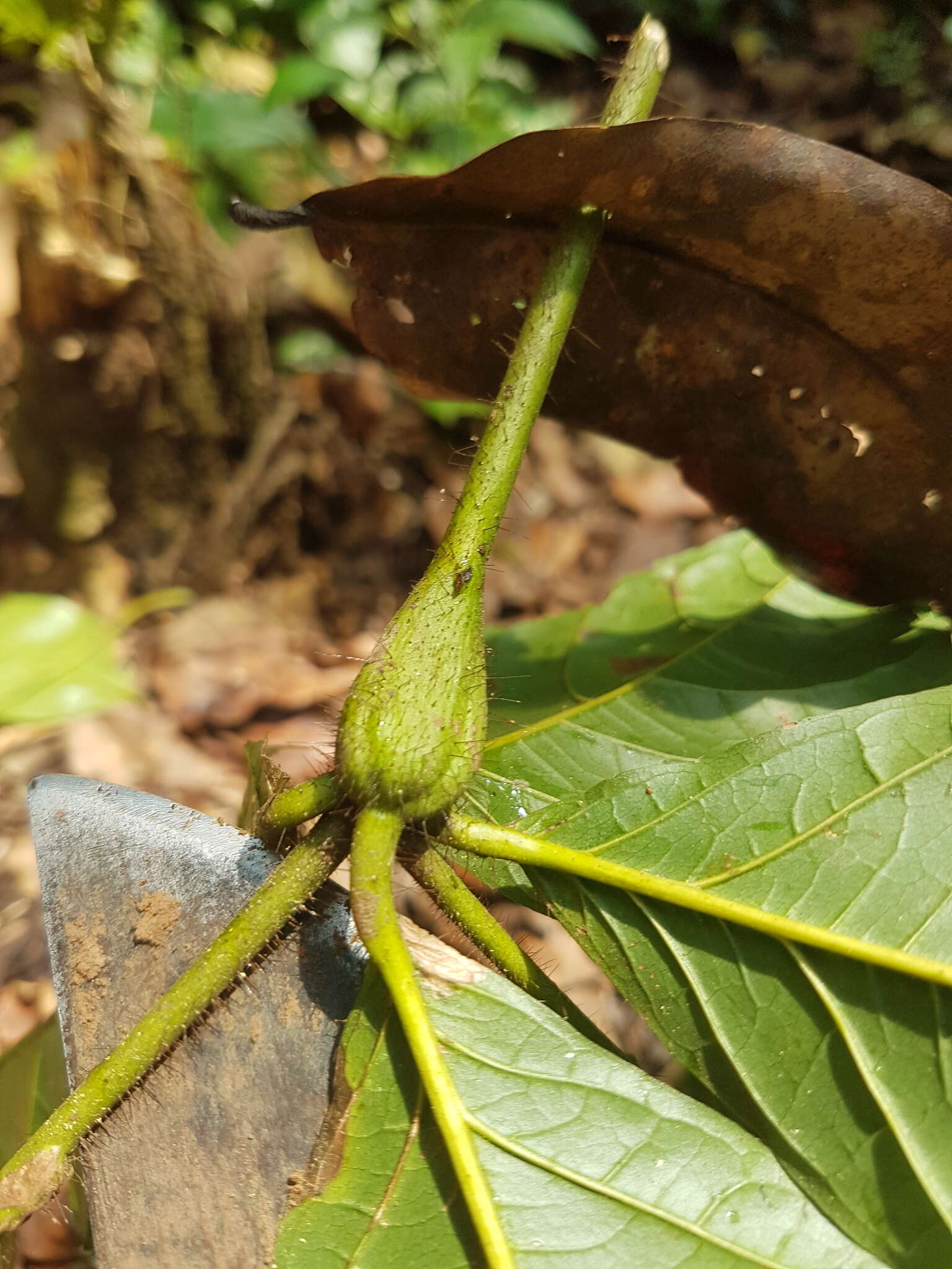 Image of Cordia nodosa Lam.