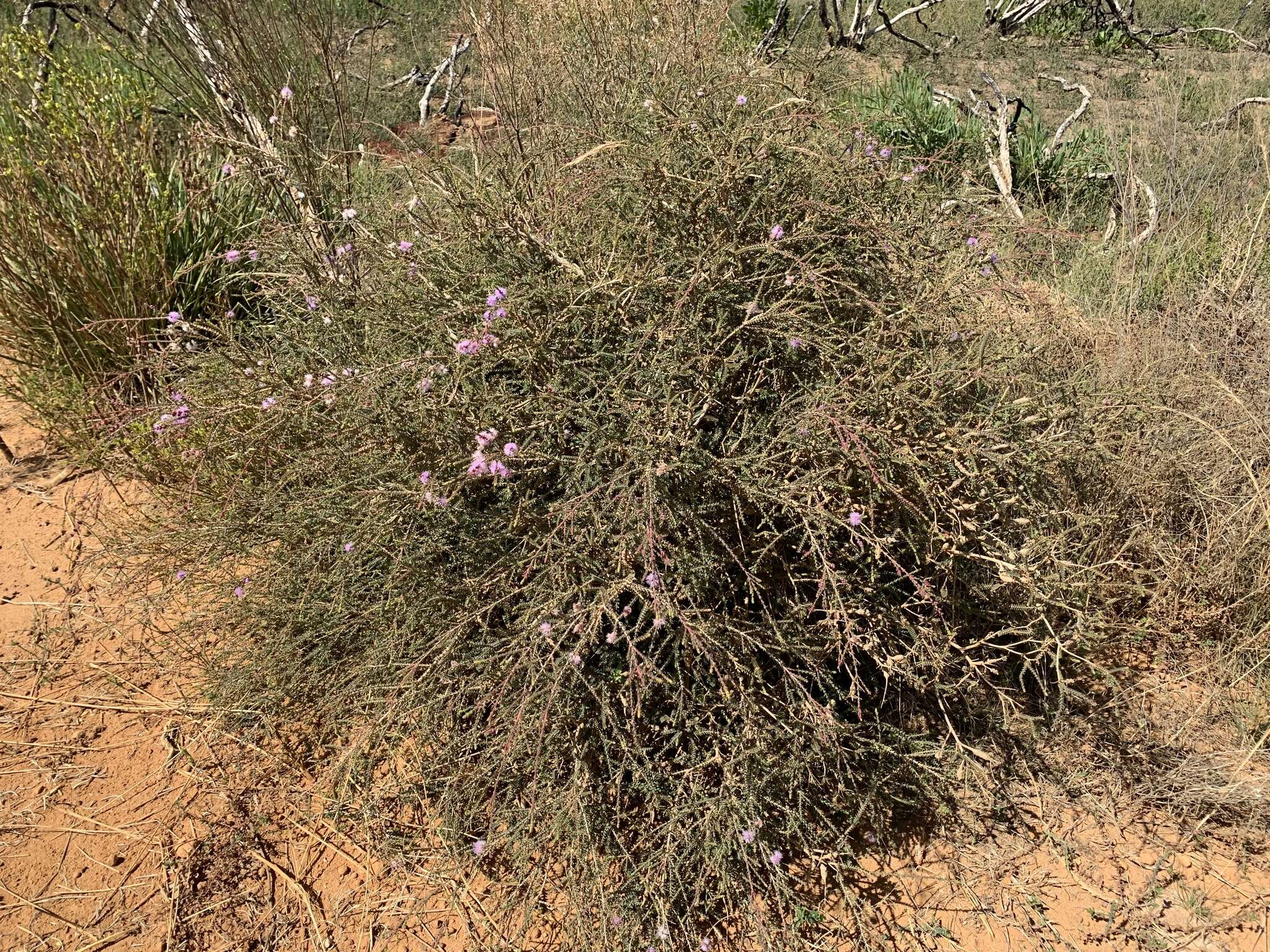 Image of Melaleuca gibbosa Labill.