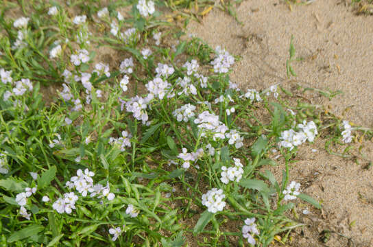 Image of Cakile maritima subsp. islandica (Gand.) Elven