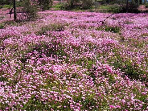 صورة Rhodanthe chlorocephala subsp. rosea (Hook.) P. G. Wilson