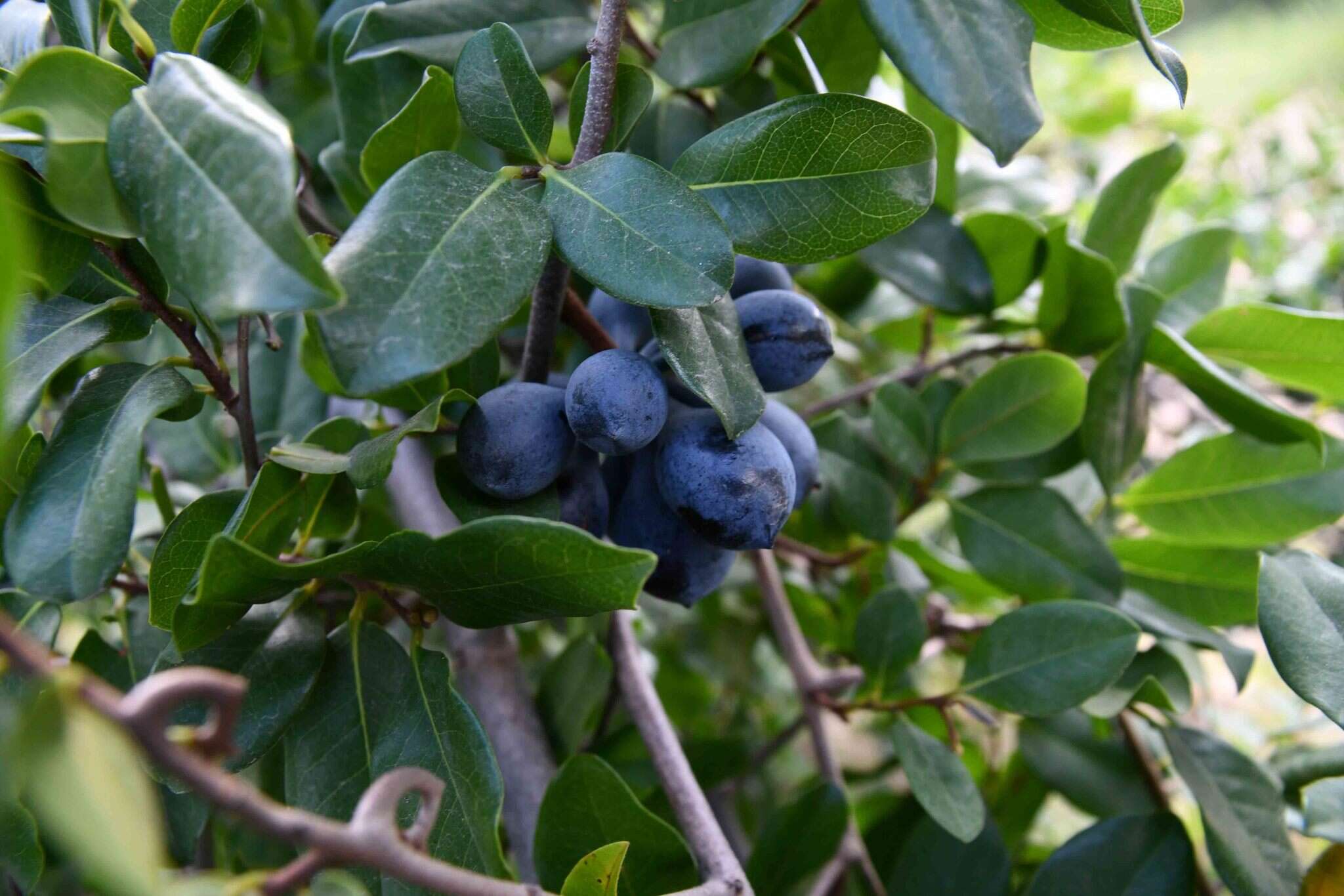 Image of Large hook-berry