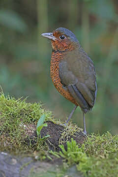 Image of Giant Antpitta