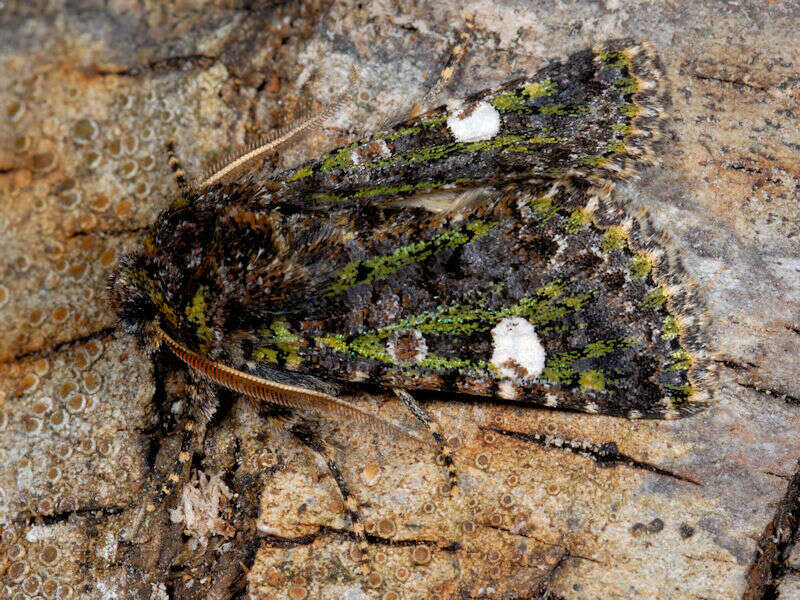 Image of Green-brindled Dot