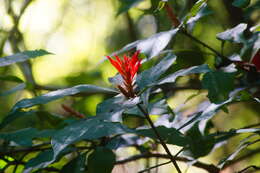 Image of Aphelandra scabra (Vahl) Sm.