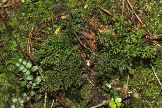 Image of Hymenophyllum flexuosum A. Cunn.