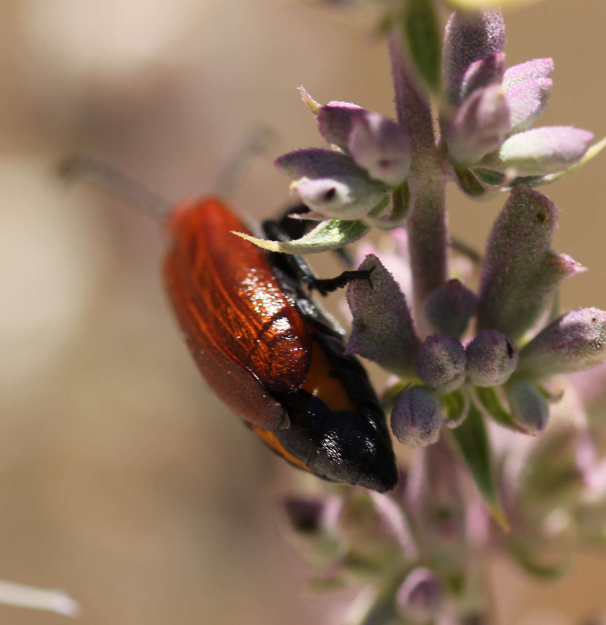 Image of Lytta (Paralytta) nitidicollis (Le Conte 1851)