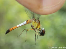 Image of Brachygonia oculata (Brauer 1878)