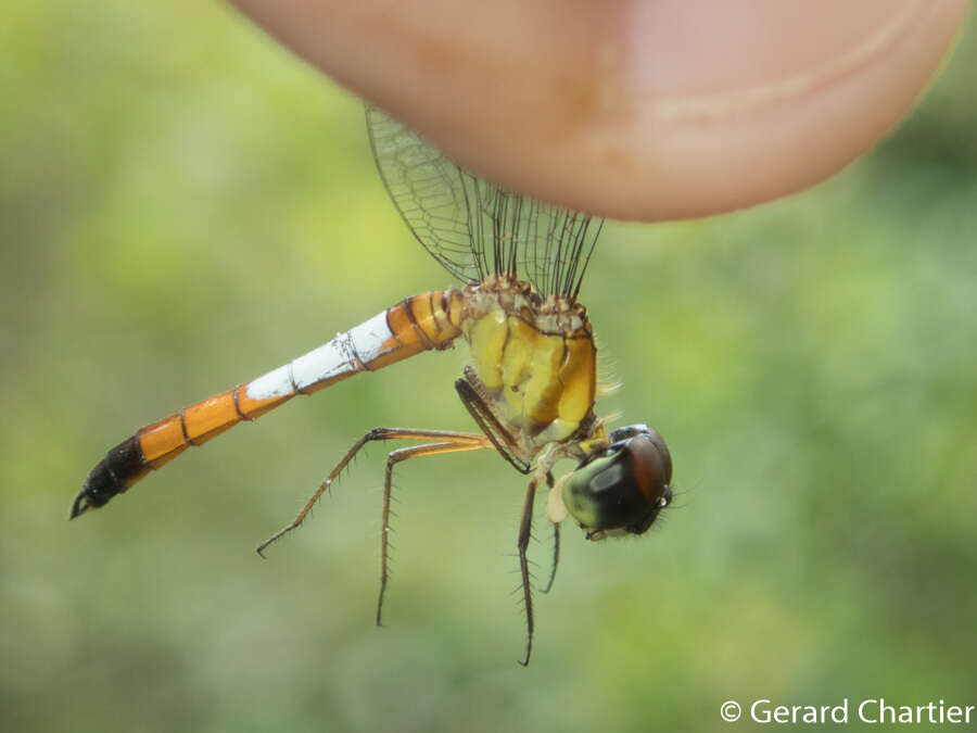 Imagem de Brachygonia oculata (Brauer 1878)