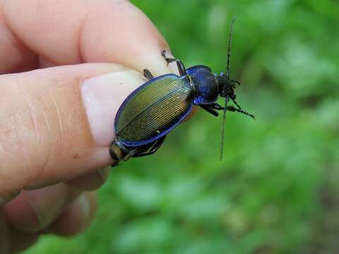 Image of Carabus (Morphocarabus) regalis Fischer von Waldheim 1820